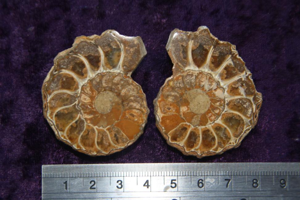 Fossil - Ammonite - Madagascar - Pair - 40mm - Click Image to Close